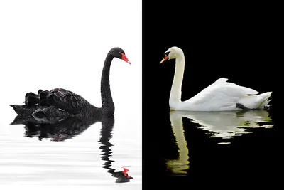 Белые лебеди остались зимовать на Вадском озере | Информационное агентство  «Время Н»