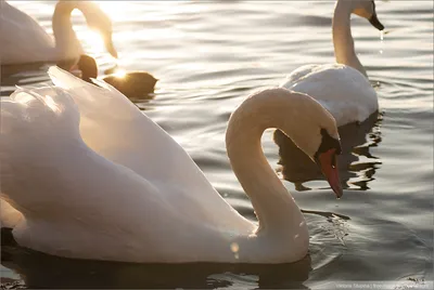 красивые белые лебеди кликуны плавают в незамерзающем зимнем озере место  зимовки лебедей Фото Фон И картинка для бесплатной загрузки - Pngtree