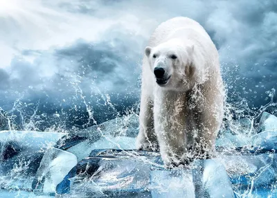 Белый медведь на льдине - Фотообои на заказ в интернет магазин arte.ru.  Заказать обои Белый медведь на льдине Арт - (16333)