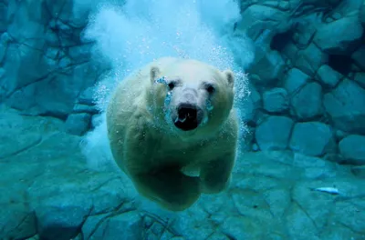 Купить фотообои Белый медведь под водой на Wall-photo.ru - интернет магазин  фотообоев. Недорогие фотообои на заказ