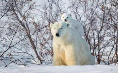 Фотообои Белые медведи артикул Anm-013 купить в Оренбурге |  интернет-магазин ArtFresco