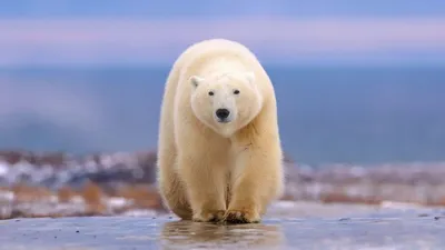 Обои белый медведь - 61 фото