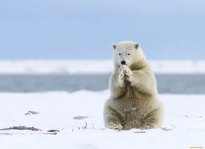 Обои Животные Медведи, обои для рабочего стола, фотографии животные, медведи,  белый, медведь Обои для рабочего стола, скачать обои картинки заставки на  рабочий стол.