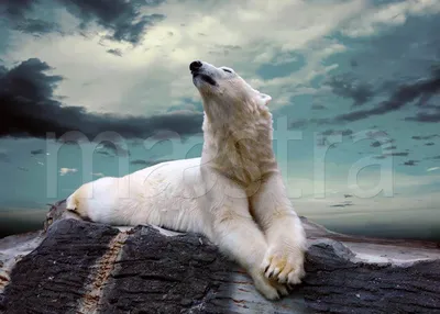 Фотообои Белый медведь купить в Москве, Арт. 4-167 в интернет-магазине,  цены в Мастерфресок