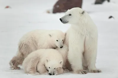 Фотообои Элит Декор Семья белых медведей CH-0451: купить в  интернет-магазине «Элит Декор»