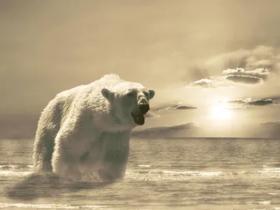 Фотообои Белый медведь купить на стену • Эко Обои