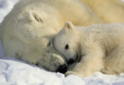 Фотообои на стену «Белые медведи» Komar 1-605 Polar Bears