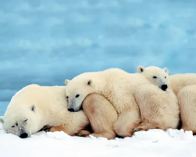 Фотообои Семья белых медведей», (арт. 2956) - купить в интернет-магазине  Chameleon