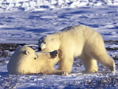 Флизелиновые фото обои красивая природа 368x254 см Животные Белый Медведь в  Воде (12621V8)+клей (ID#1540136490), цена: 1800 ₴, купить на Prom.ua