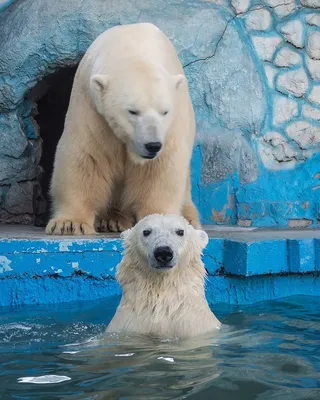 Ученые выяснили, как белые медведи адаптируются к потеплению климата