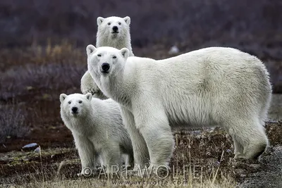 Белые медведи бегут из США в Россию - KP.RU