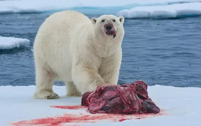 Экологи: глобальное потепление поставило белых медведей на грань вымирания  - РИА Новости, 03.02.2018