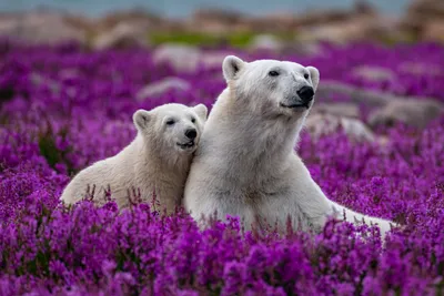 Скелеты, обтянутые кожей: белые медведи на грани вымирания – Павел Пашков