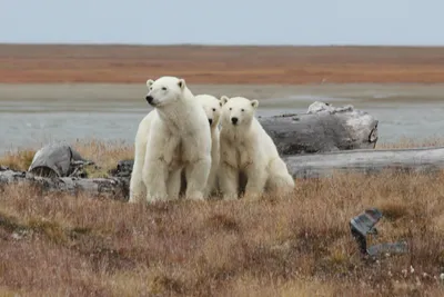 Белые медведи из-за потепления уходят под воду