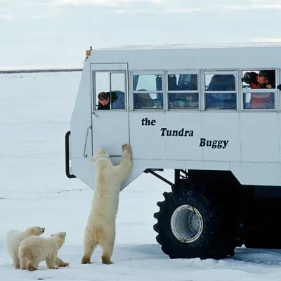 Как белые медведи помогают изучать климат в Арктике - Российская газета