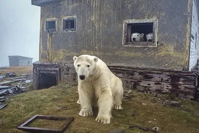 Гренландские белые медведи научились жить безо льда