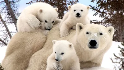 Белые медведи могут охотиться на моржей, используя как оружие камни и  ледяные глыбы