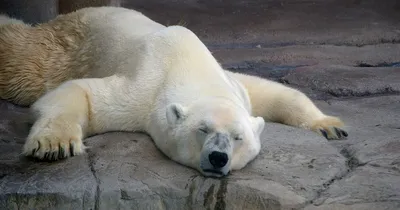 Опасная встреча: белые медведи выходят к людям из-за изменения климата |  Euronews