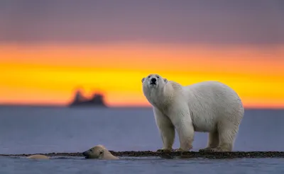 Белые медведи крупным планом