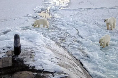 Российская газета: \"Ученые рассказали, как аномальная зима повлияла на белых  медведей Арктики\" | ИПЭЭ РАН