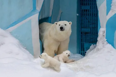 Белые медведи на Новой Земле – GoArctic.ru – Портал о развитии Арктики