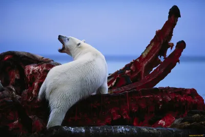 Белые медведи научились жить без ледников: это удалось сделать  изолированной популяции