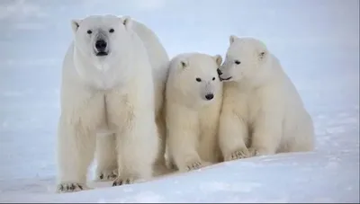 Специалист рассказал, почему белые медведи выходят к людям на севере  Красноярского края в июле 2022 г. - 22 июля 2022 - НГС24