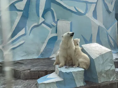 Белые медведи в Таллиннском зоопарке перепутали клетки - Delfi RUS