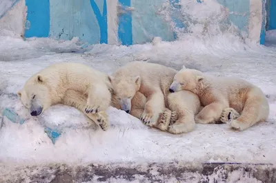 Медвежата-двойняшки впервые вышли на прогулку в Новосибирском зоопарке - 10  марта 2023 - НГС