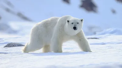Белые медведи: Неочевидные факты. Охотится на моржей при помощи