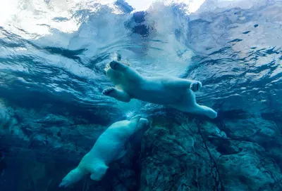 Назвали имена двух белых медвежат в Новосибирском зоопарке