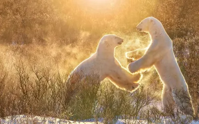 Белые медведи в Новосибирском зоопарке спят спокойно! | Пикабу