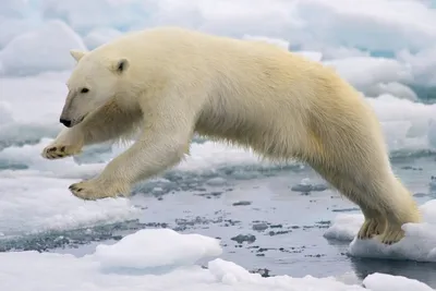 Почему в Антарктиде нет белых медведей — Ferra.ru