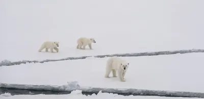 Белые медведи на Таймыре стали по-другому себя вести