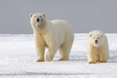 Белые медведи поедают все больше пластика | The Independent Barents Observer
