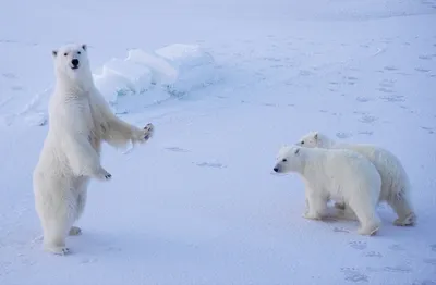Питаясь на помойках, белые медведи испытывают стресс – GoArctic.ru – Портал  о развитии Арктики