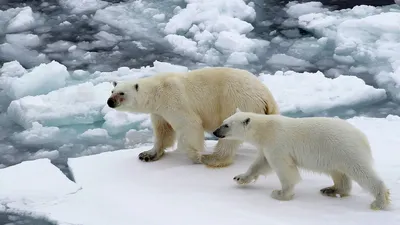 Кликните для закрытия картинки, нажмите и удерживайте для перемещения | Белый  медведь, Медведь, Белые медведи