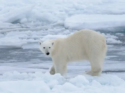 Ученые опасаются, что к концу века белые медведи исчезнут
