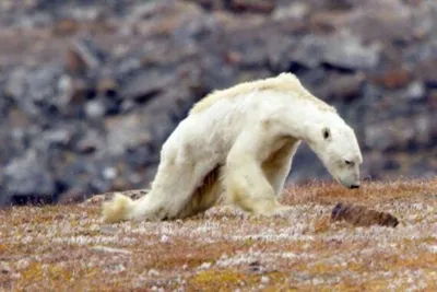 Белые медведи: великаны Арктики