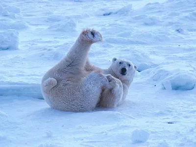 По тонкому льду: белые медведи все чаще перебираются со Шпицбергена на  Землю Франца-Иосифа | The Independent Barents Observer