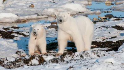 Ученый оценил влияние изменения климата на белых медведей - РИА Новости,  23.09.2021