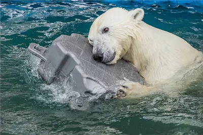 В Новосибирском зоопарке скопились белые медведи | Новости – Gorsite.ru