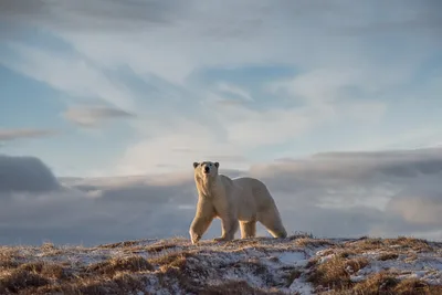 Учёные: белые медведи вымирают от голода — Новые Известия - новости России  и мира сегодня