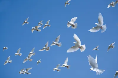Белые птицы парили по синему небу | Анна Ванян | Дзен