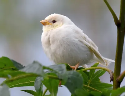 Белые птицы - красивые фото