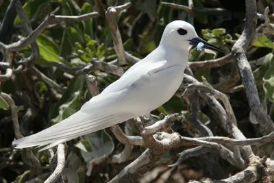 Маленькие белые птицы (35 фото) - красивые фото и картинки pofoto.club