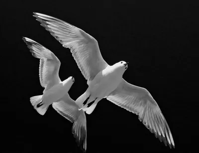 Маленькие белые флаттеры птицы Стоковое Изображение - изображение  насчитывающей клюв, снежок: 85922875