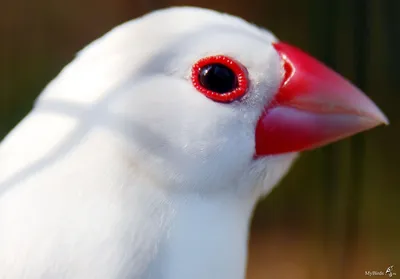 12 шт., декоративные белые птицы с зажимом | AliExpress