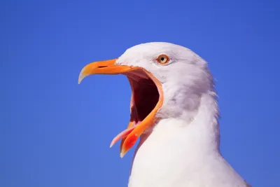 ЕЛ-Белые Птицы — Фиалочный бриз