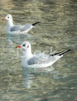 Белые Птицы В Чистой Воде Стоковые Фотографии | FreeImages